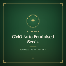 GMO Auto Feminised Seeds GMO Auto Feminised Seeds