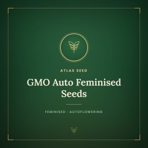 GMO Auto Feminised Seeds GMO Auto Feminised Seeds