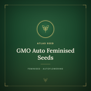 GMO Auto Feminised Seeds GMO Auto Feminised Seeds
