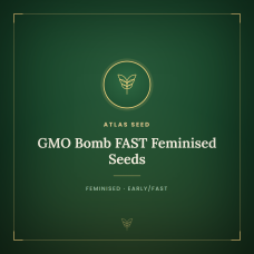 GMO Bomb FAST Feminised Seeds GMO Bomb FAST Feminised Seeds