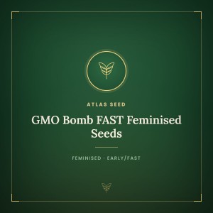 GMO Bomb FAST Feminised Seeds GMO Bomb FAST Feminised Seeds