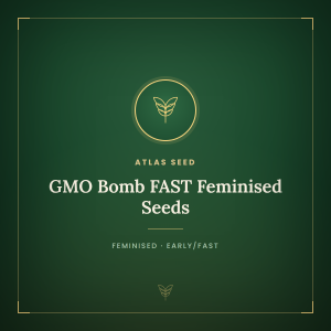 GMO Bomb FAST Feminised Seeds GMO Bomb FAST Feminised Seeds