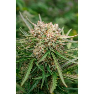 GMO OG Auto Feminised Seeds GMO OG Auto Feminised Seeds