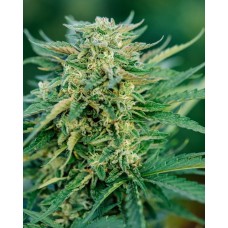 Grease Gun Auto Feminised Seeds Grease Gun Auto Feminised Seeds