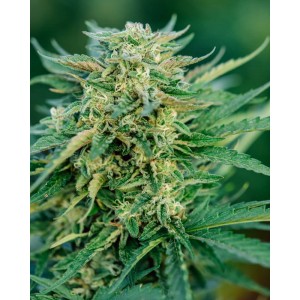 Grease Gun Auto Feminised Seeds Grease Gun Auto Feminised Seeds