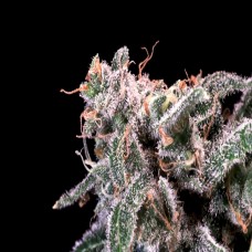 Kombucha Cream Feminised Seeds Kombucha Cream Feminised Seeds