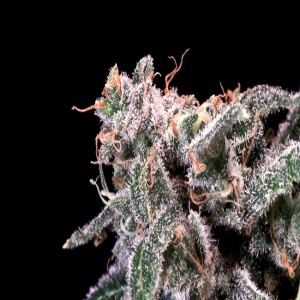 Kombucha Cream Feminised Seeds Kombucha Cream Feminised Seeds