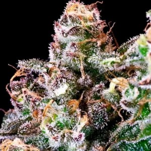 Purple Punch Feminised Seeds Purple Punch Feminised Seeds