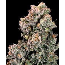 Slurpicane FAST Feminised Seeds Slurpicane FAST Feminised Seeds