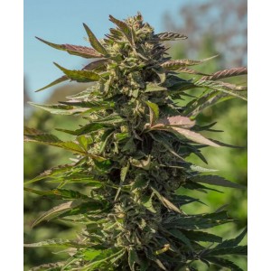 Snow Panda FAST Feminised Seeds