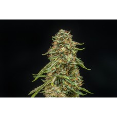 Turtle Taffy Auto Feminised Seeds Turtle Taffy Auto Feminised Seeds
