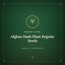 Afghan Hash Plant Regular Seeds