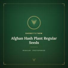 Afghan Hash Plant Regular Seeds Afghan Hash Plant Regular Seeds