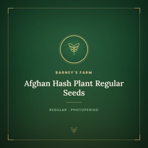 Afghan Hash Plant Regular Seeds