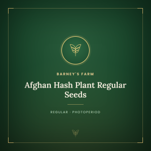 Afghan Hash Plant Regular Seeds Afghan Hash Plant Regular Seeds