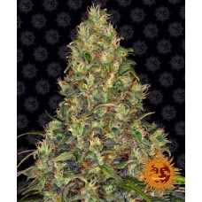 Amnesia Haze Auto Feminised Seeds Amnesia Haze Auto Feminised Seeds