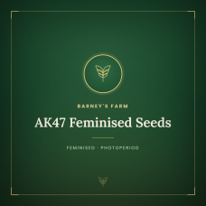 AK47 Feminised Seeds AK47 Feminised Seeds