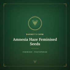 Amnesia Haze Feminised Seeds Amnesia Haze Feminised Seeds