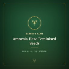 Amnesia Haze Feminised Seeds Amnesia Haze Feminised Seeds