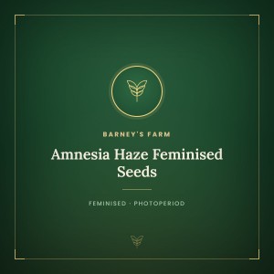 Amnesia Haze Feminised Seeds