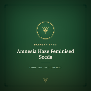 Amnesia Haze Feminised Seeds Amnesia Haze Feminised Seeds