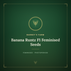 Banana Runtz F1 Feminised Seeds Banana Runtz F1 Feminised Seeds