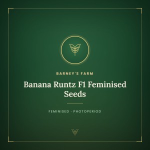 Banana Runtz F1 Feminised Seeds Banana Runtz F1 Feminised Seeds