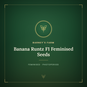 Banana Runtz F1 Feminised Seeds Banana Runtz F1 Feminised Seeds