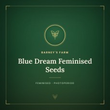 Blue Dream Feminised Seeds Blue Dream Feminised Seeds