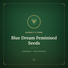 Blue Dream Feminised Seeds Blue Dream Feminised Seeds