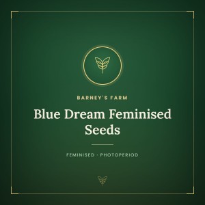 Blue Dream Feminised Seeds Blue Dream Feminised Seeds