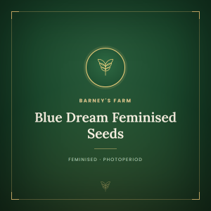 Blue Dream Feminised Seeds Blue Dream Feminised Seeds