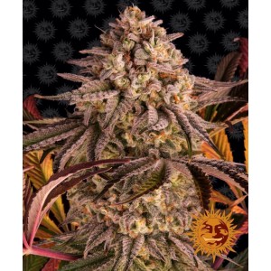 Blue Sunset Sherbert Feminised Seeds Blue Sunset Sherbert Feminised Seeds