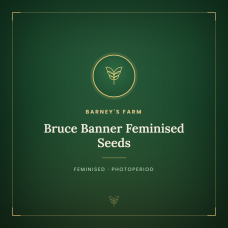 Bruce Banner Feminised Seeds Bruce Banner Feminised Seeds