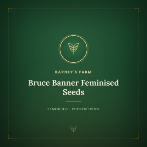 Bruce Banner Feminised Seeds Bruce Banner Feminised Seeds