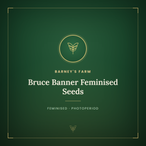 Bruce Banner Feminised Seeds Bruce Banner Feminised Seeds