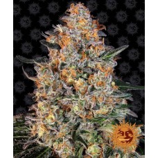 Bubba Kush Feminised Seeds Bubba Kush Feminised Seeds