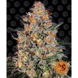 Bubba Kush Feminised Seeds Bubba Kush Feminised Seeds