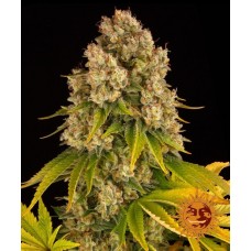 Cheese Auto Feminised Seeds Cheese Auto Feminised Seeds