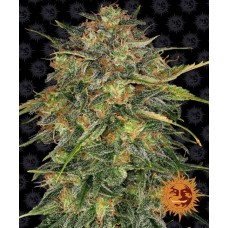 Cheese Feminised Seeds Cheese Feminised Seeds