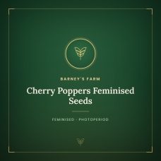Cherry Poppers Feminised Seeds Cherry Poppers Feminised Seeds