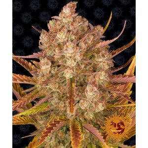 Dos Si Dos Auto Feminised Seeds Dos Si Dos Auto Feminised Seeds