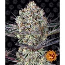 Dos Si Dos 33 Feminised Seeds Dos Si Dos 33 Feminised Seeds