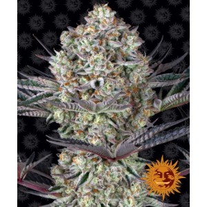 Dos Si Dos 33 Feminised Seeds Dos Si Dos 33 Feminised Seeds