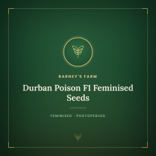 Durban Poison F1 Feminised Seeds Durban Poison F1 Feminised Seeds