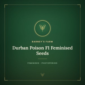 Durban Poison F1 Feminised Seeds Durban Poison F1 Feminised Seeds