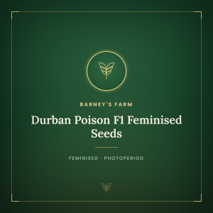 Durban Poison F1 Feminised Seeds Durban Poison F1 Feminised Seeds