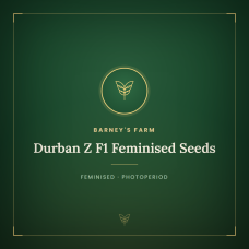 Durban Z F1 Feminised Seeds Durban Z F1 Feminised Seeds