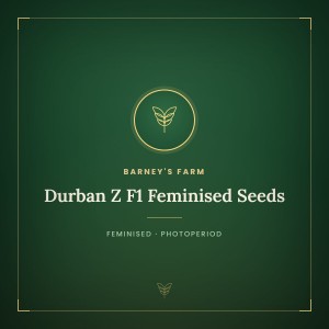 Durban Z F1 Feminised Seeds Durban Z F1 Feminised Seeds