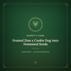 Frosted Zinn x Cookie Dog Auto Feminised Seeds Frosted Zinn x Cookie Dog Auto Feminised Seeds